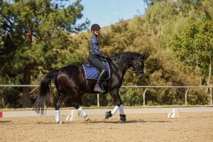 A person wearing a helmet and equestrian gear rides a dark horse with a blue saddle pad and white leg wraps in an outdoor arena surrounded by trees—perfect for the Canter Challenge. Join Now to experience the thrill!.